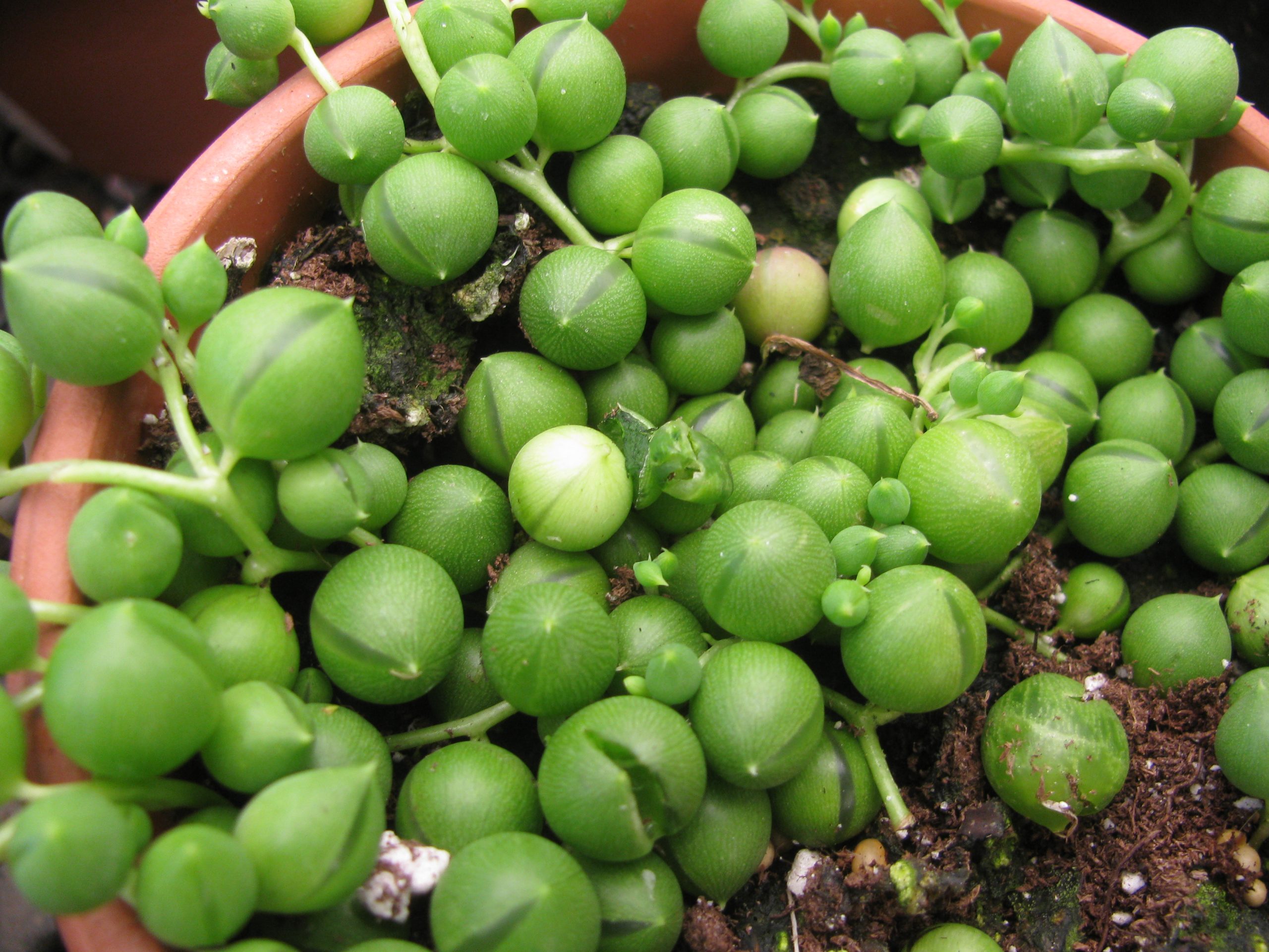 Senecio Rowleyanus: la pianta a collana di perle ricadente