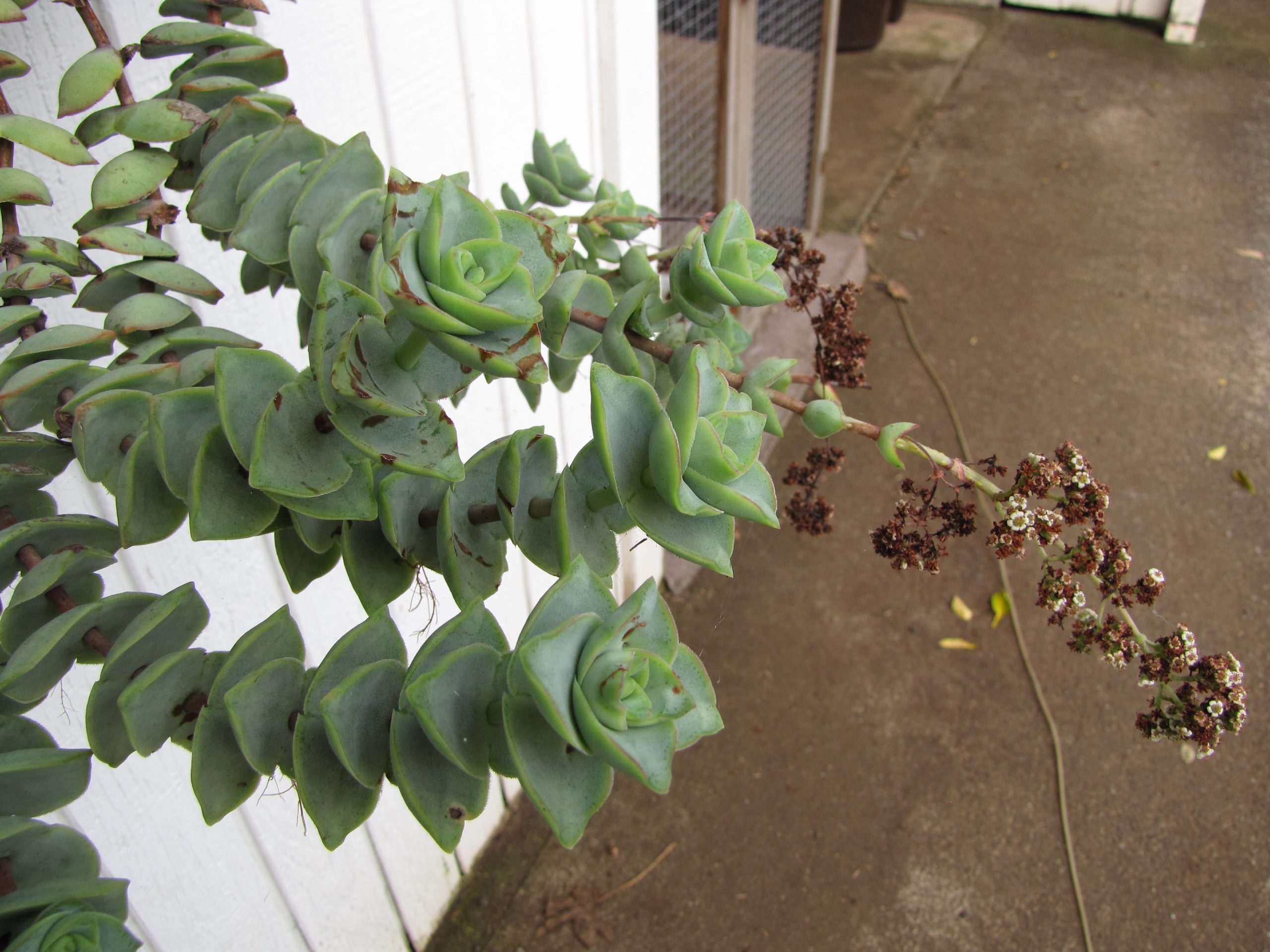 Crassula Perforata: la succulenta a foglie sovrapposte