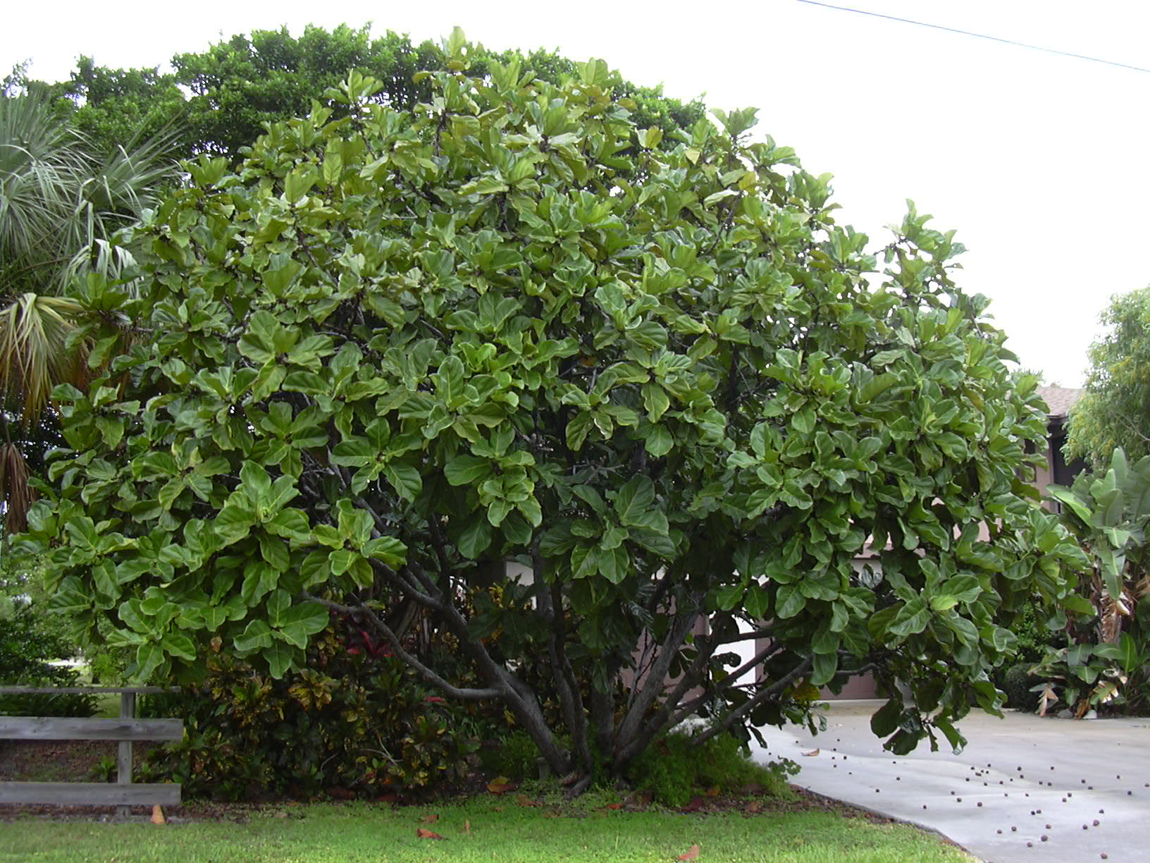 Geigenfeige: Ficus lyrata im Zimmer richtig pflegen