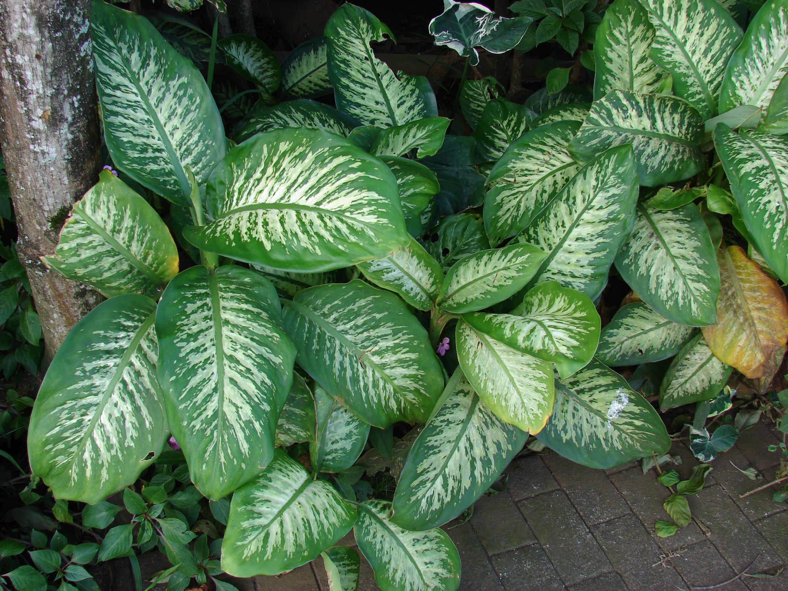 Dieffenbachia: cura della pianta dalle foglie variegate