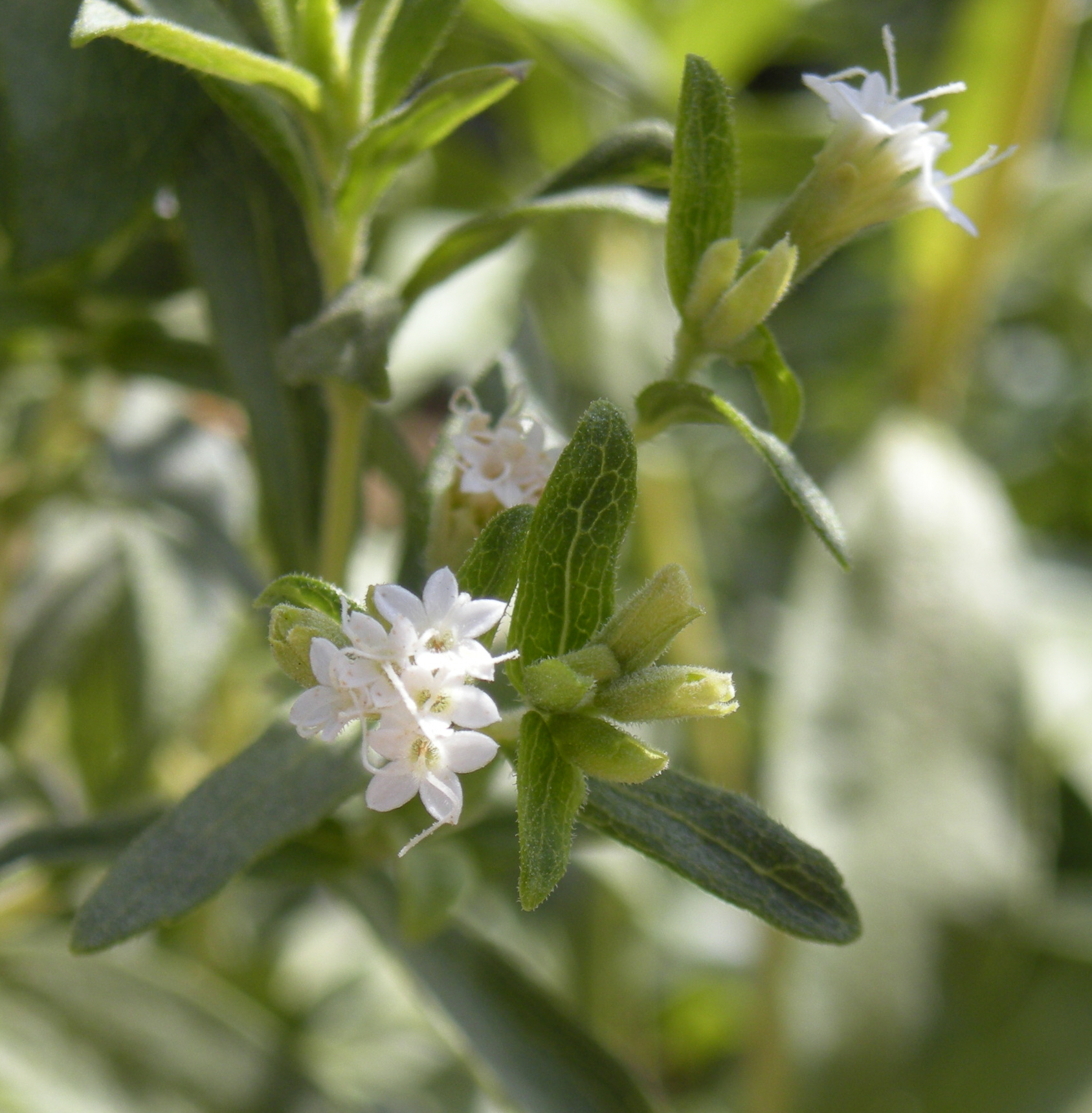 Stevia: coltivazione della pianta dolcificante