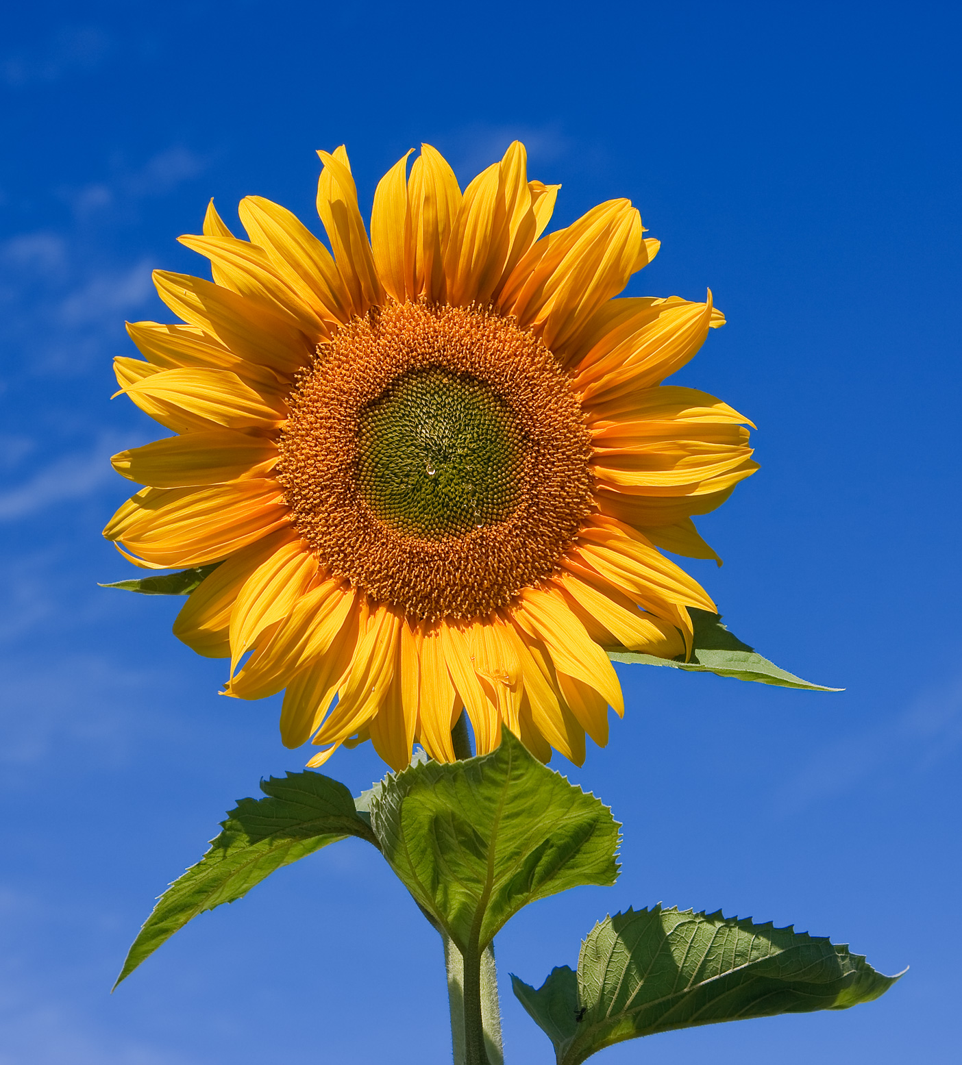 Girasole: come coltivare l annuale dai grandi fiori gialli