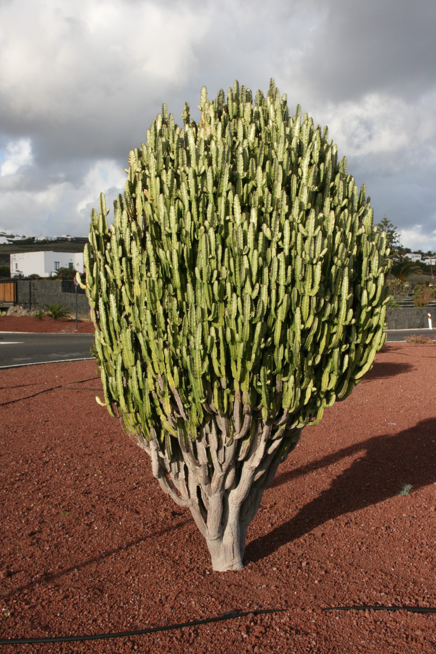 African Milk Tree: Euphorbia trigona Care