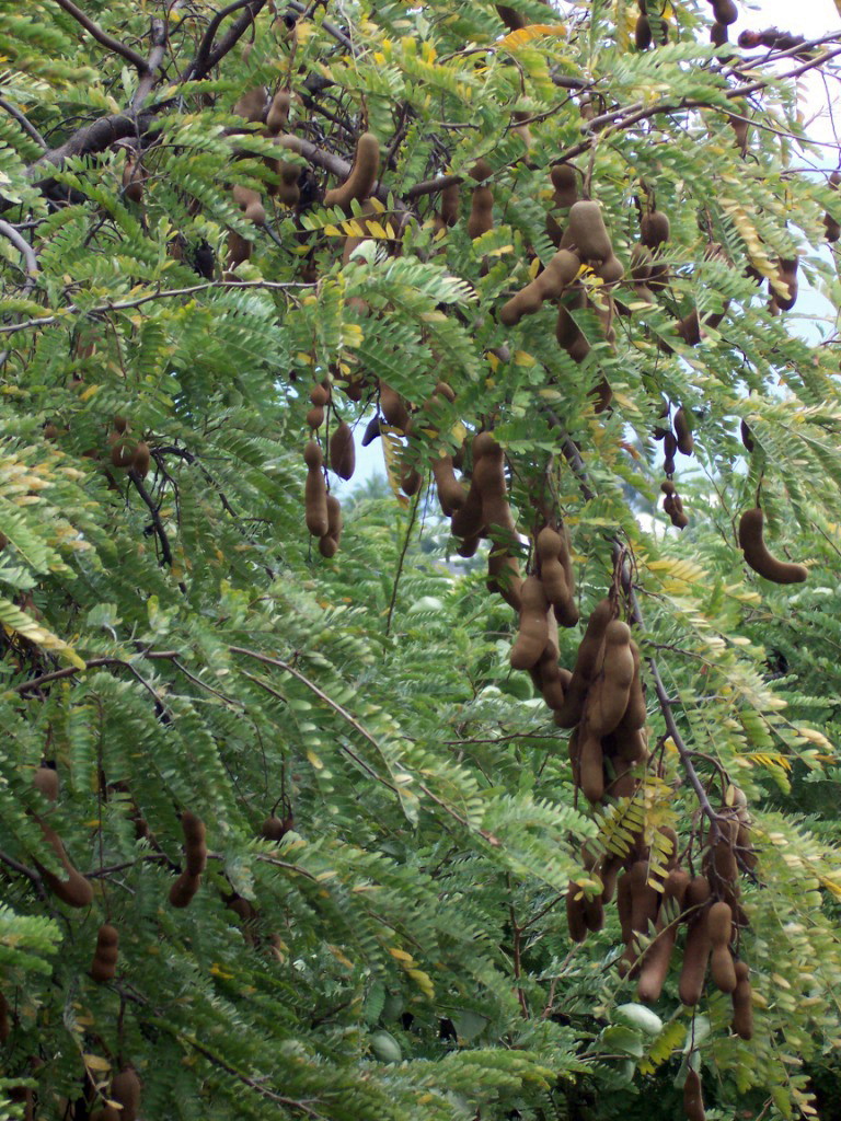 Tamarind: Growing the Tropical Tree