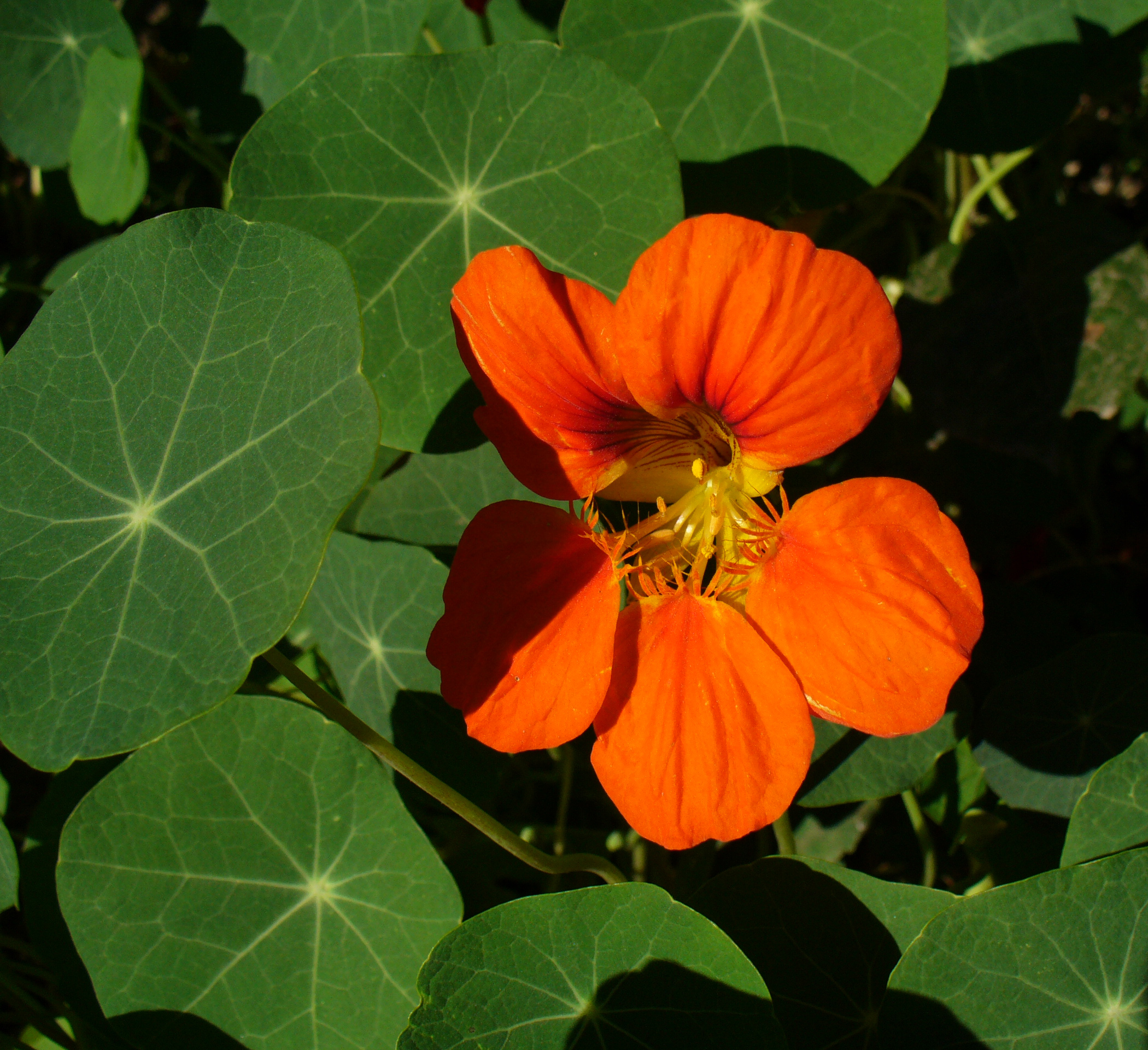 Nasturzio: l annuale dai fiori commestibili facile da seminare