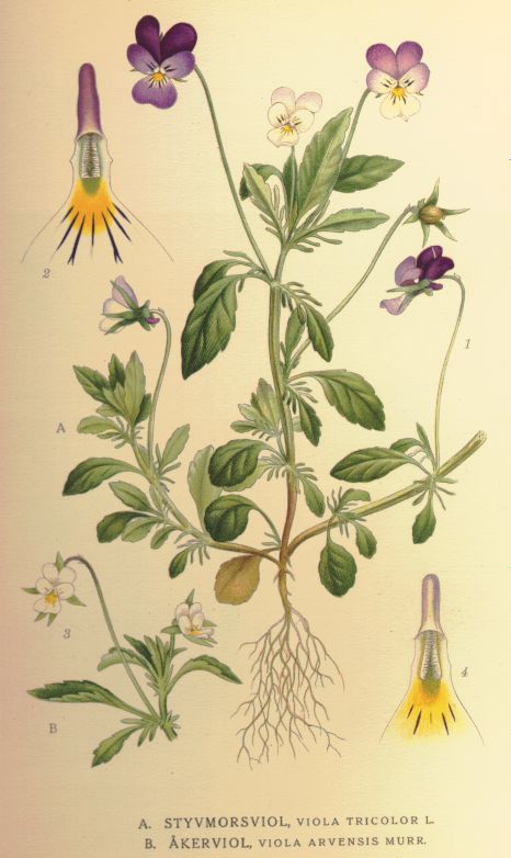 Viola del pensiero: cura della viola tricolore