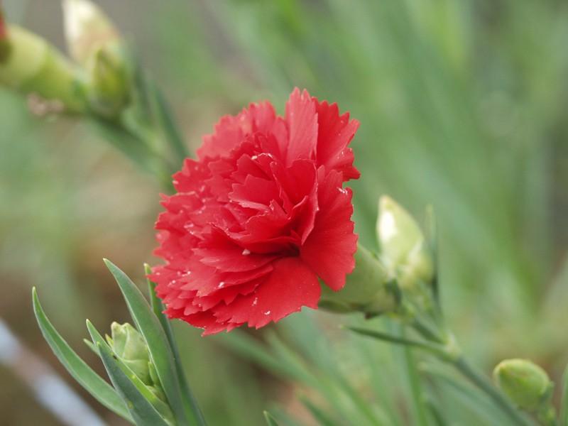 Garofano: coltivare il fiore profumato dai colori vivaci