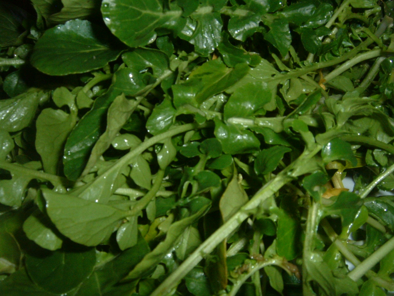 Crescione: come coltivarlo per insalate fresche e ricche