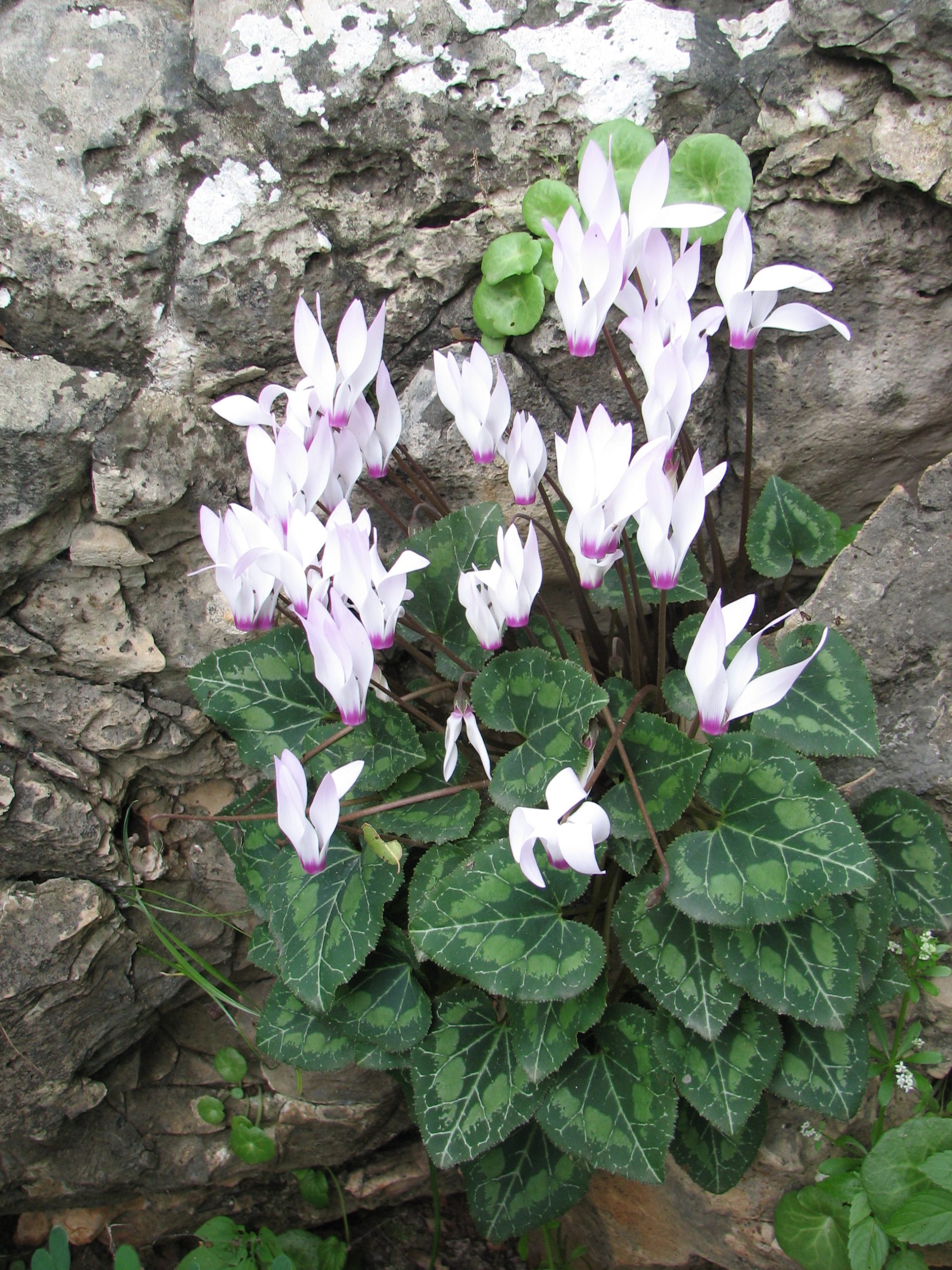 Ciclamino: cura del fiore invernale in vaso