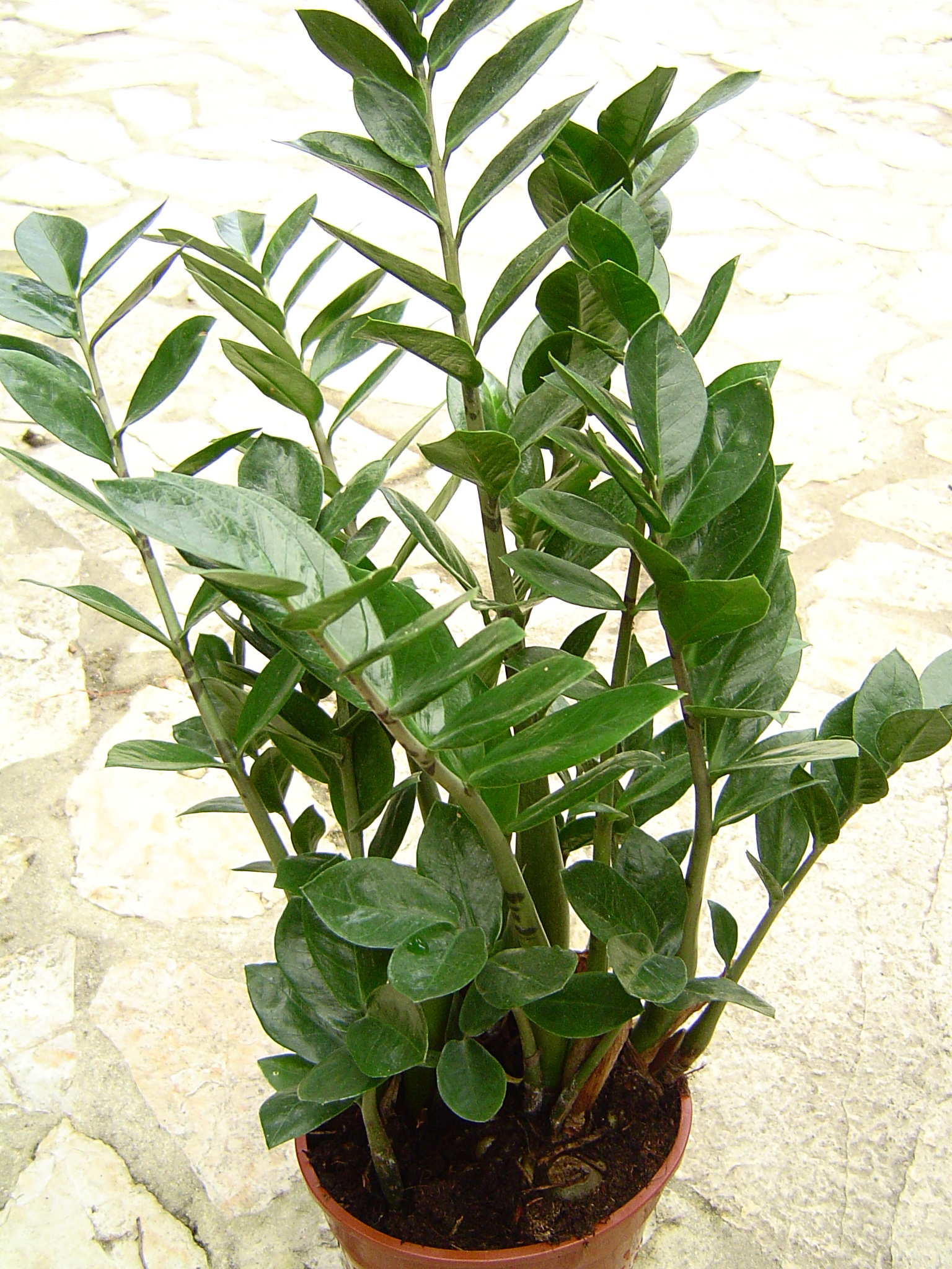 Zamioculcas: la pianta indistruttibile per ufficio