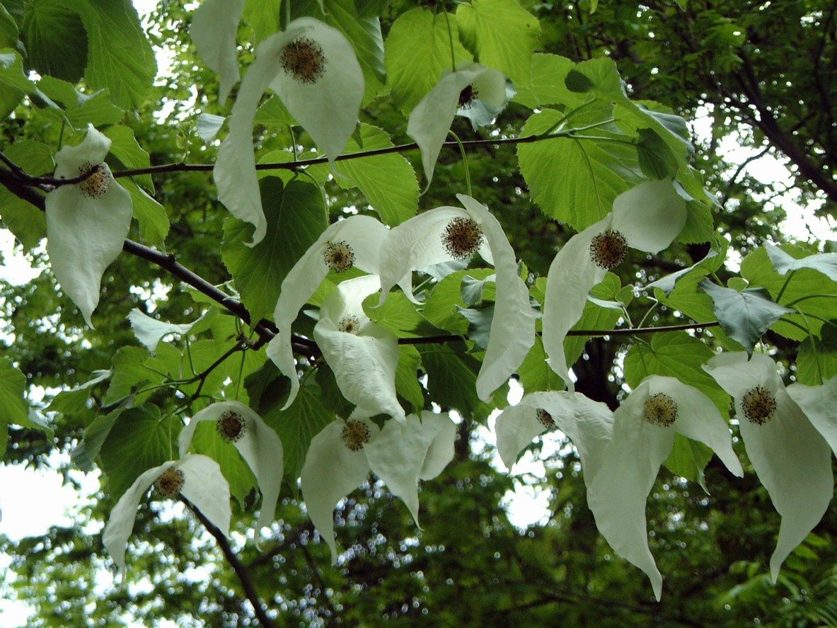 Árbol de los pañuelos