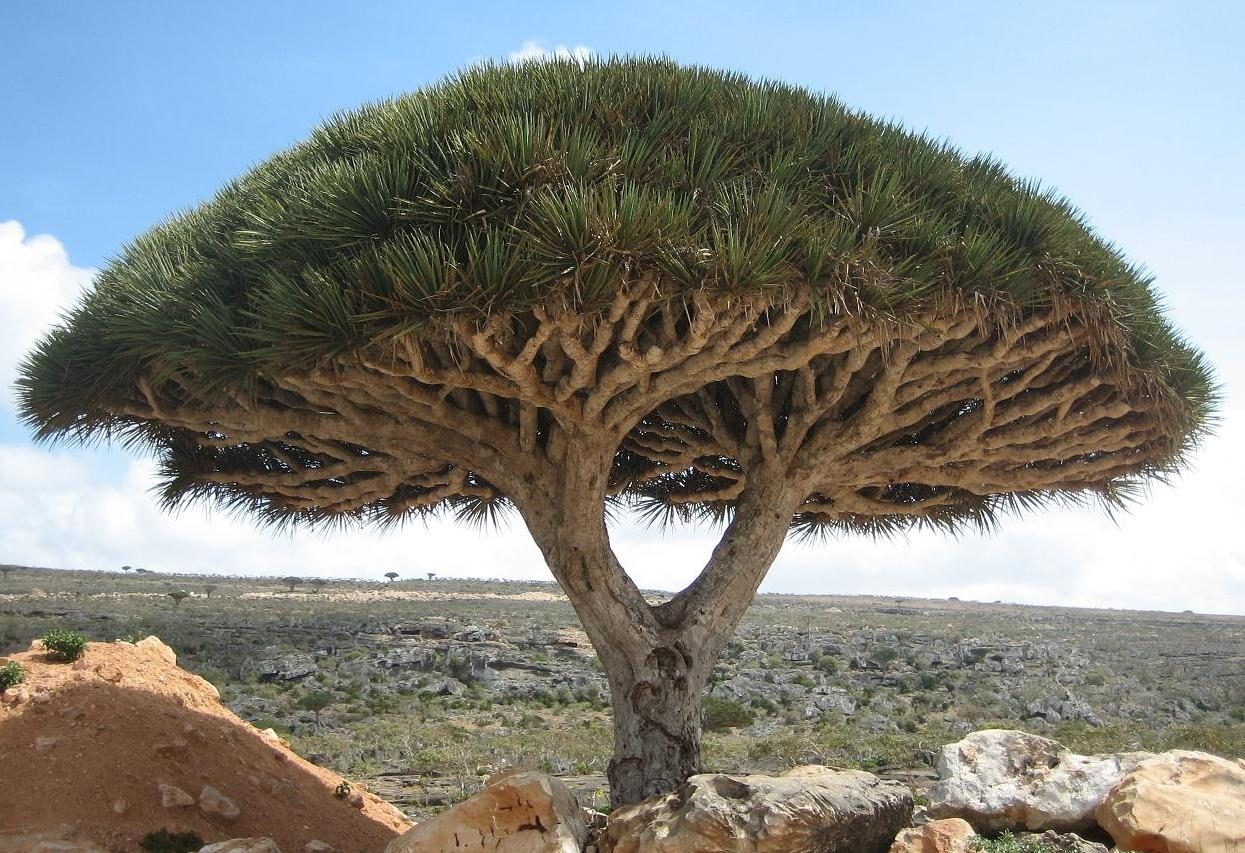 Albero del drago di Socotra