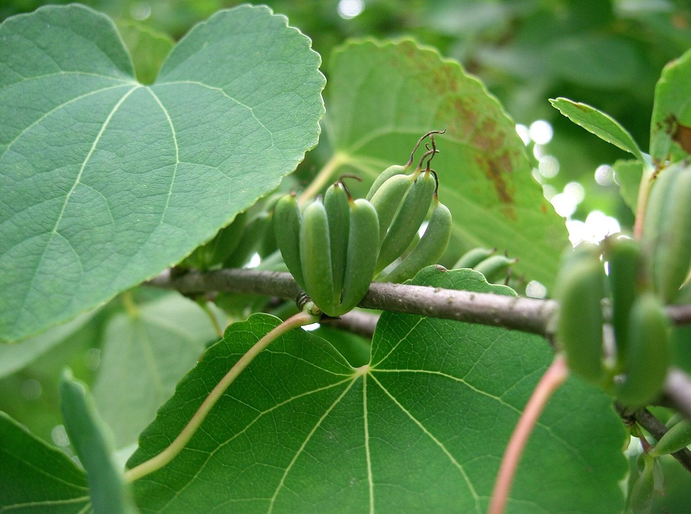 Albero di caramello
