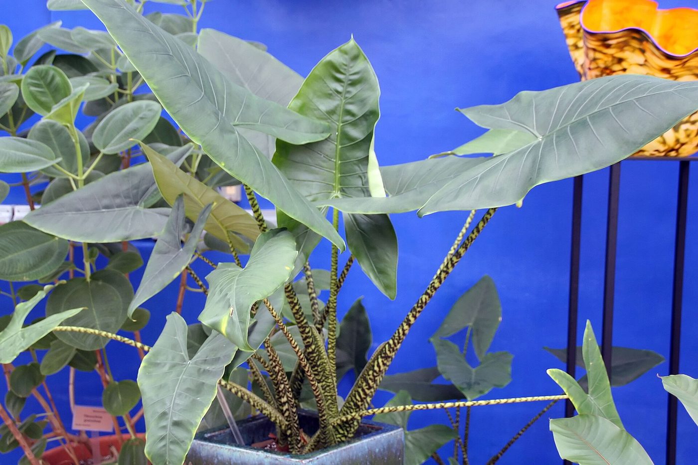 Alocasia zébré