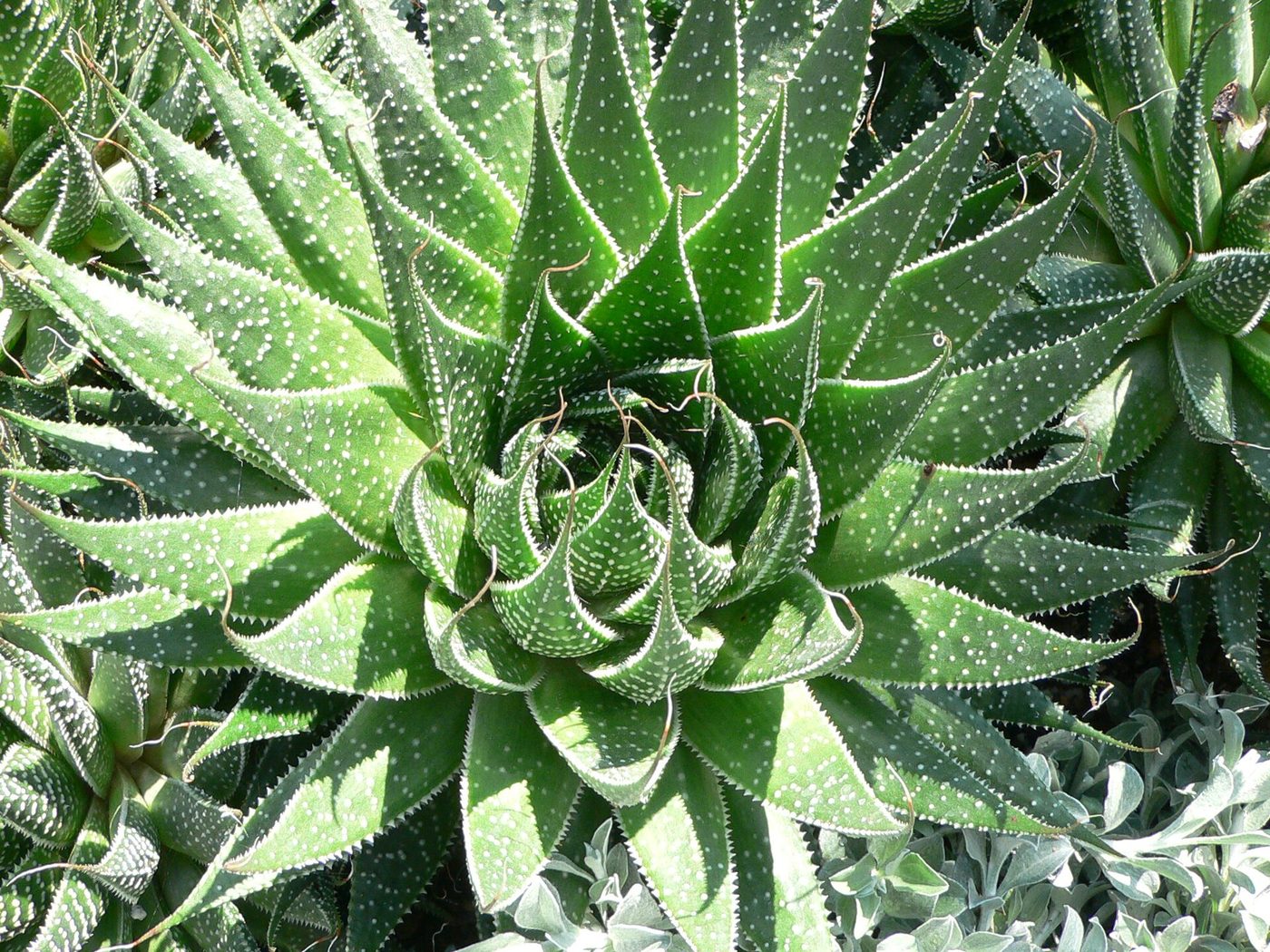 Aloès dentelle