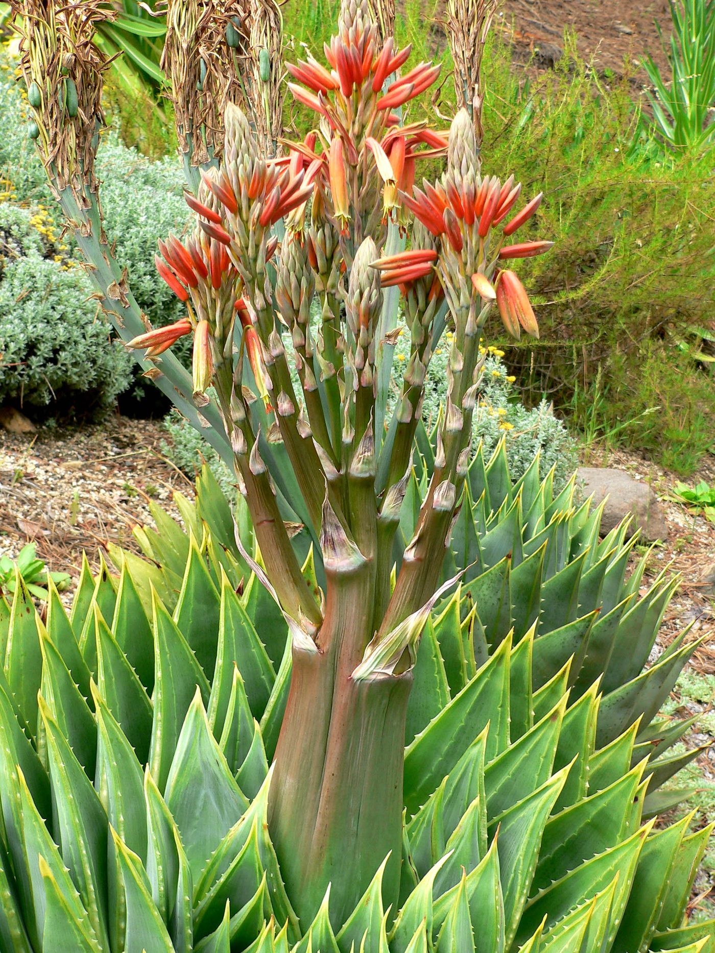 Aloès spirale
