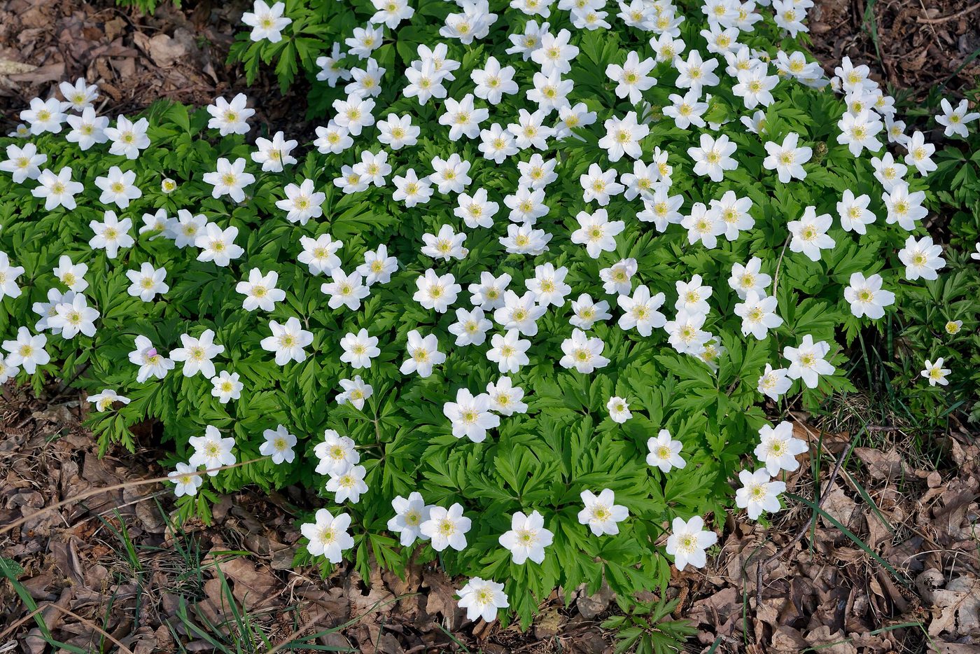 Anemone dei boschi