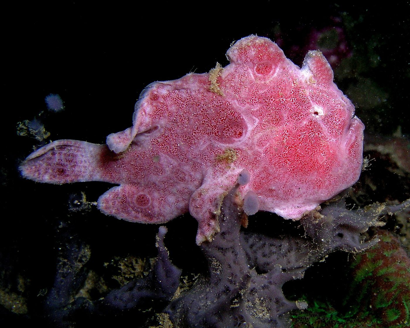 Antennaire multiocellé