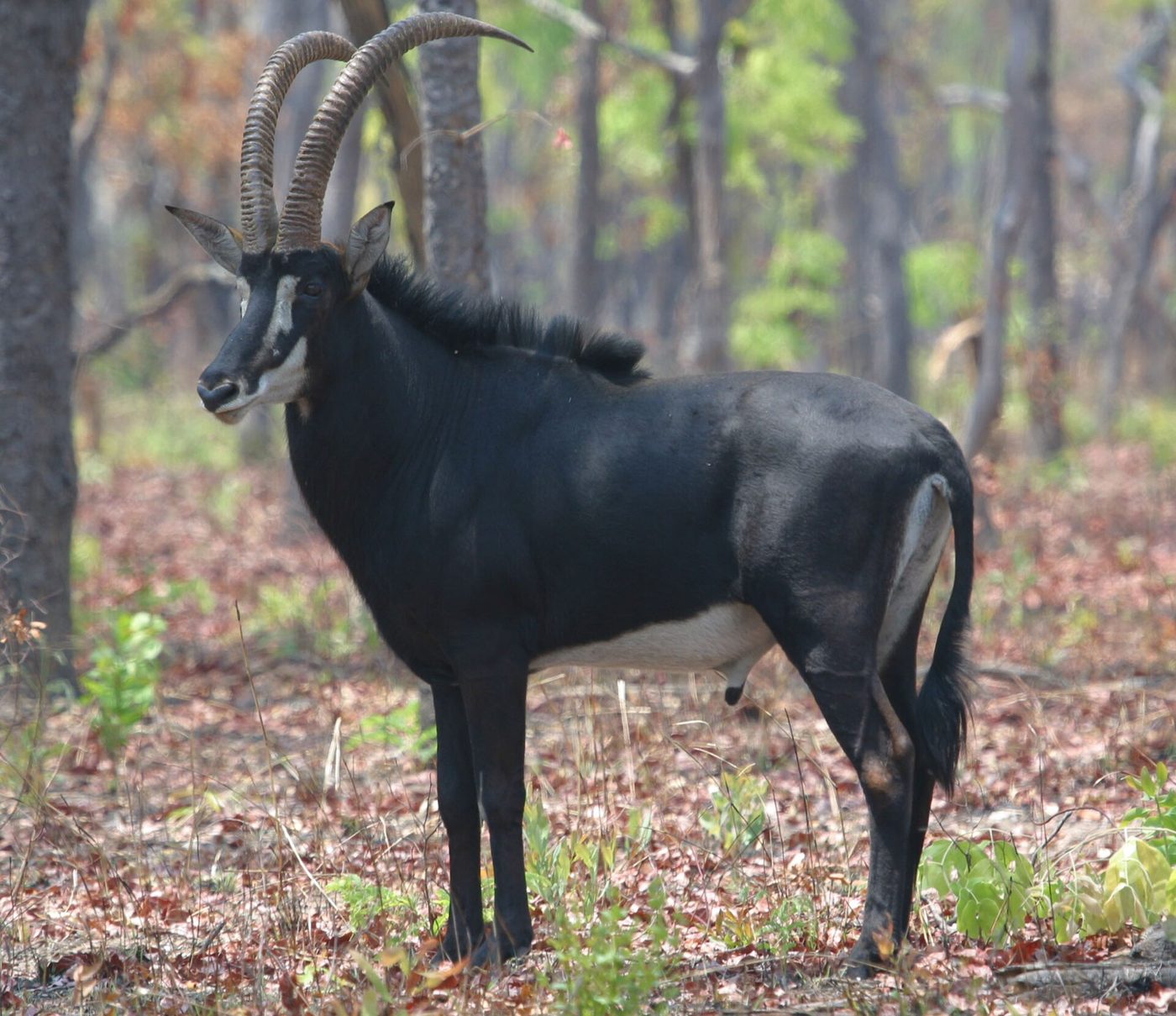 Antilope nera