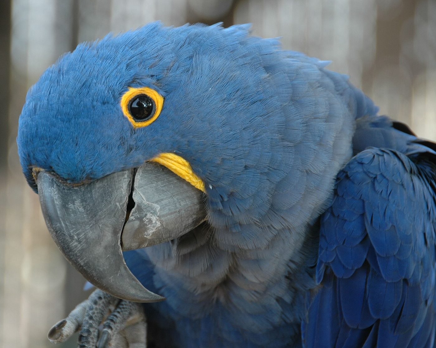 Guacamayo jacinto