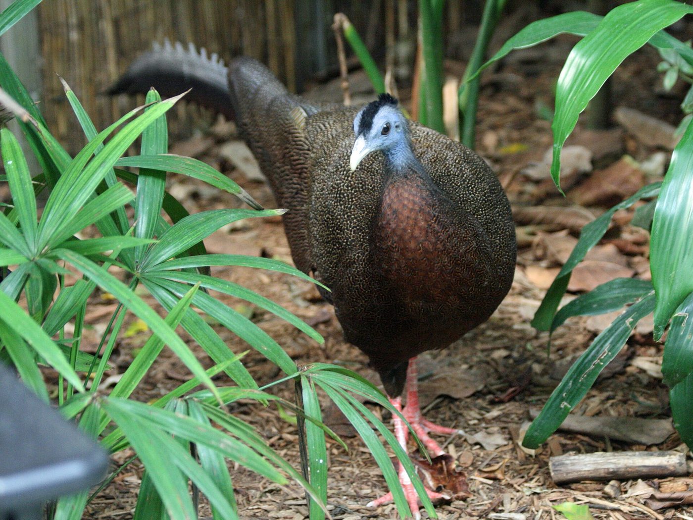 Argus géant