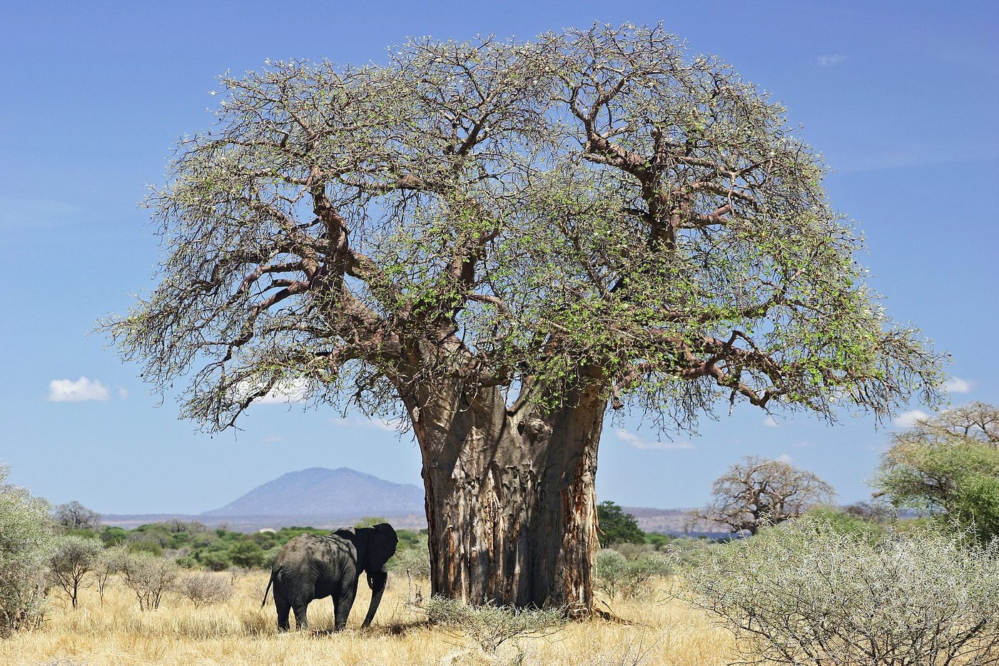 Baobab africano