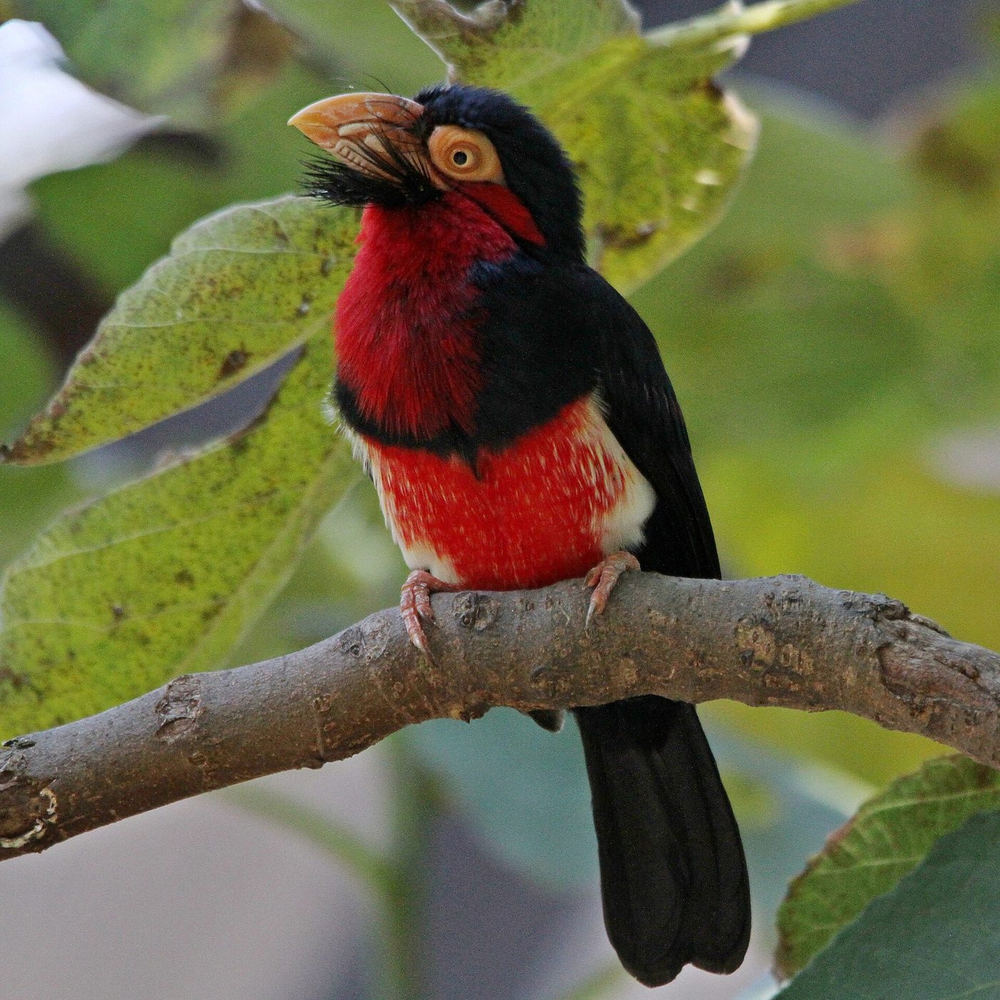 Bearded barbet