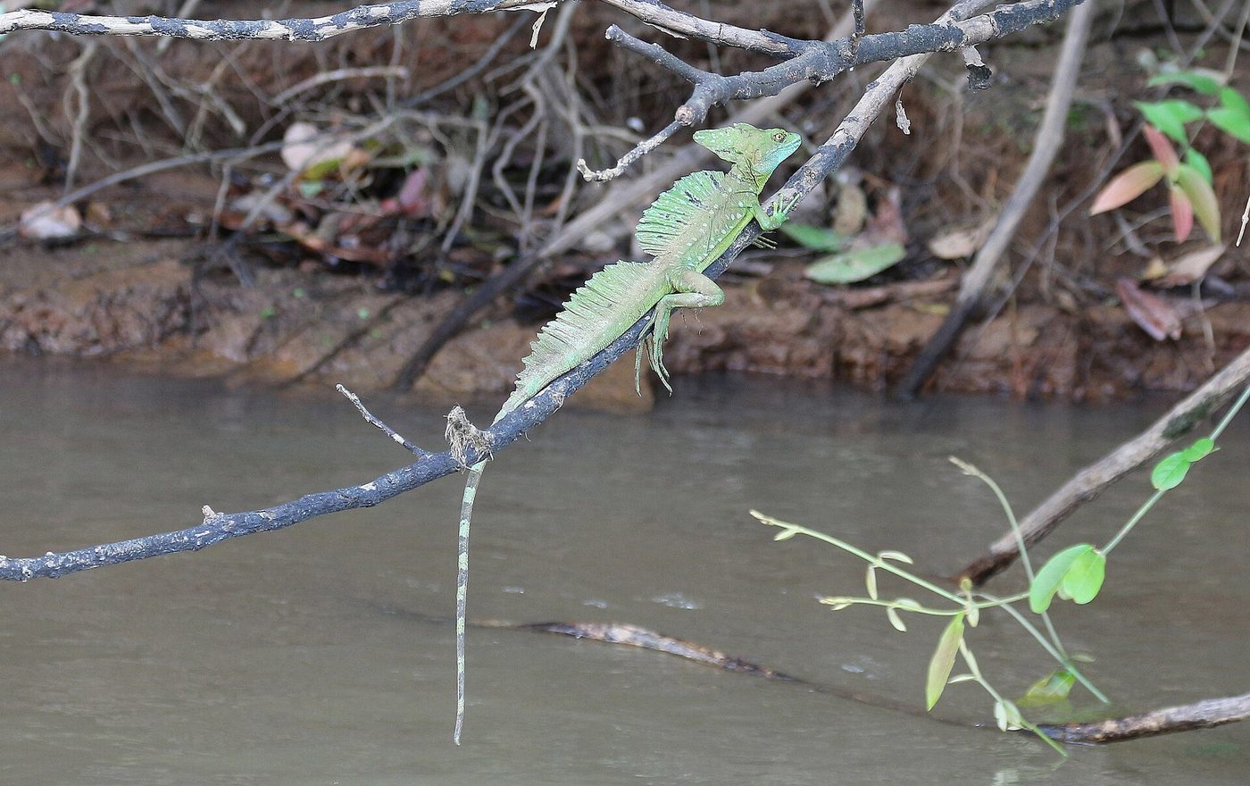 Common basilisk