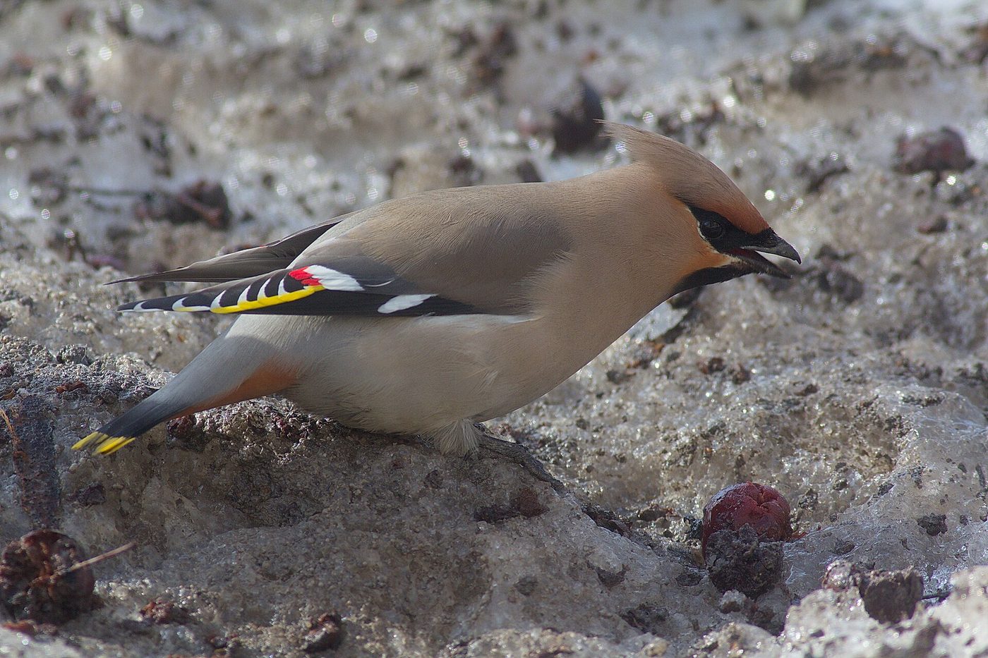 Ampelis europeo