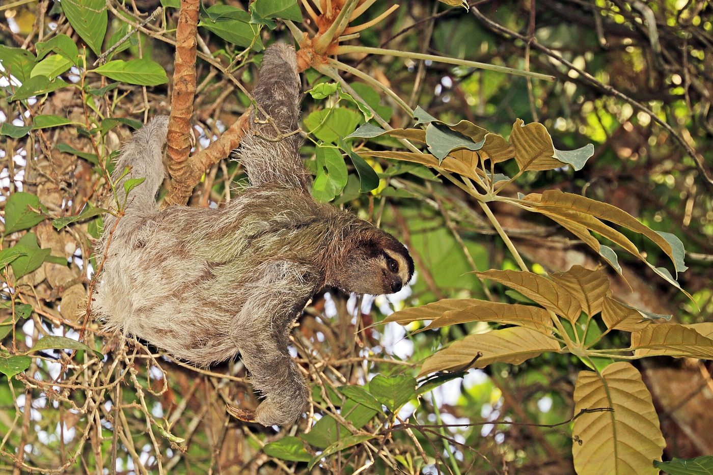 Sloth