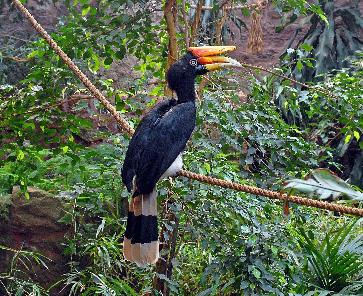 Rhinoceros hornbill