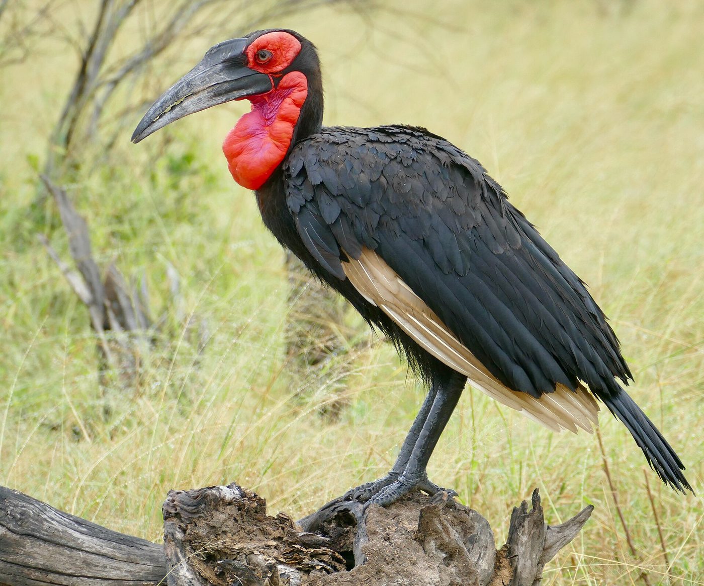 Southern ground hornbill