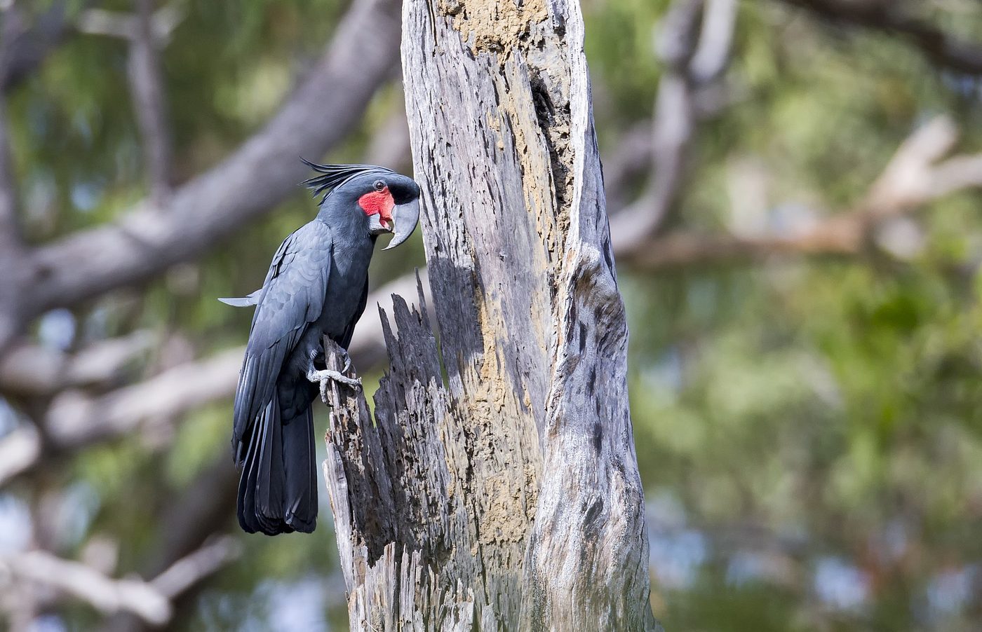 Palm cockatoo