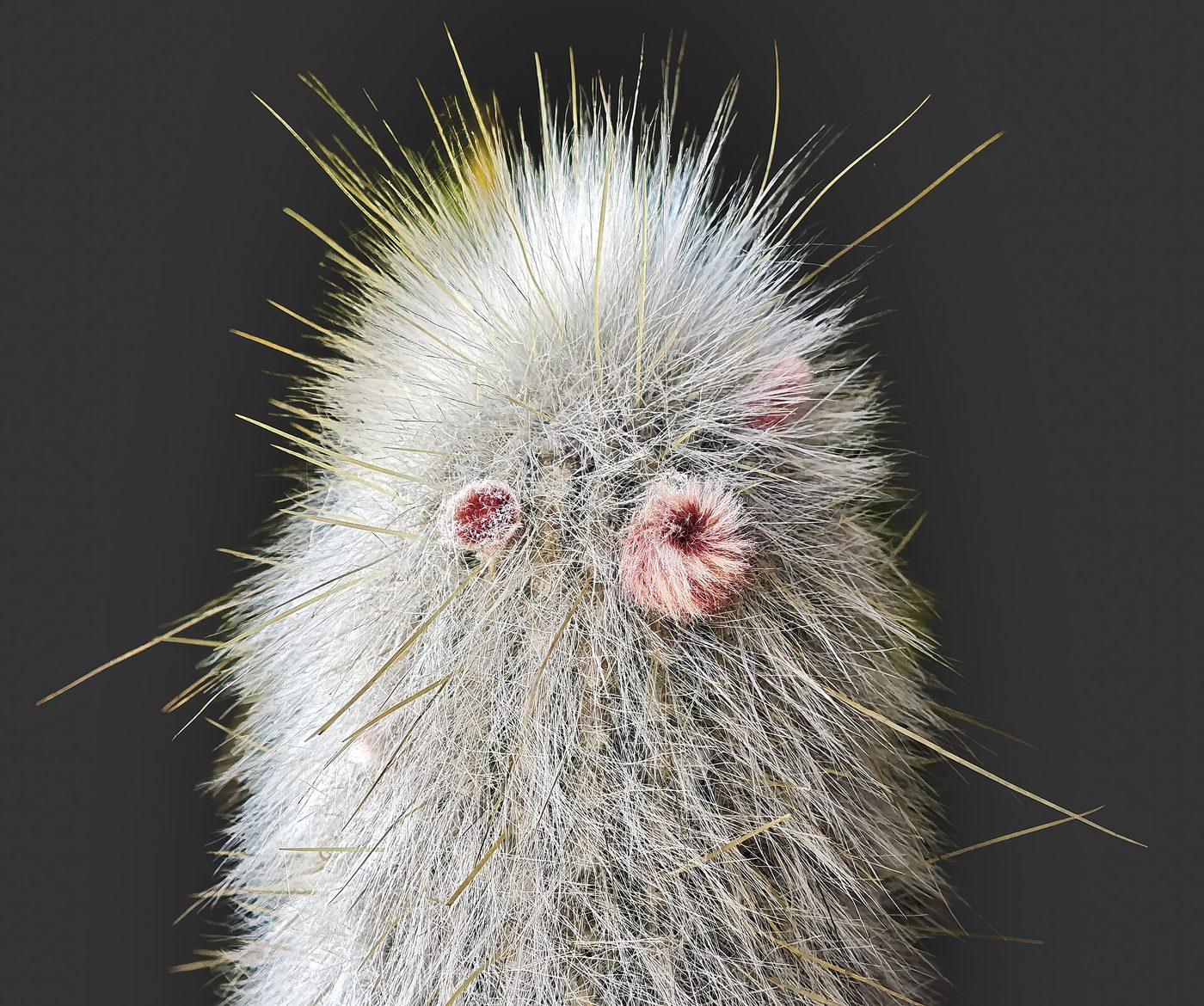 Cactus vecchio