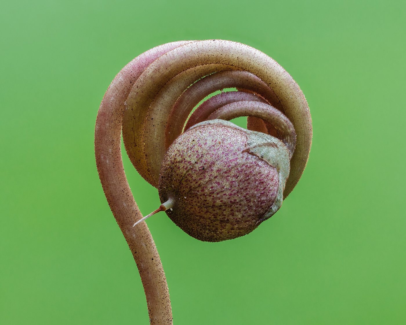 Ciclamino napoletano