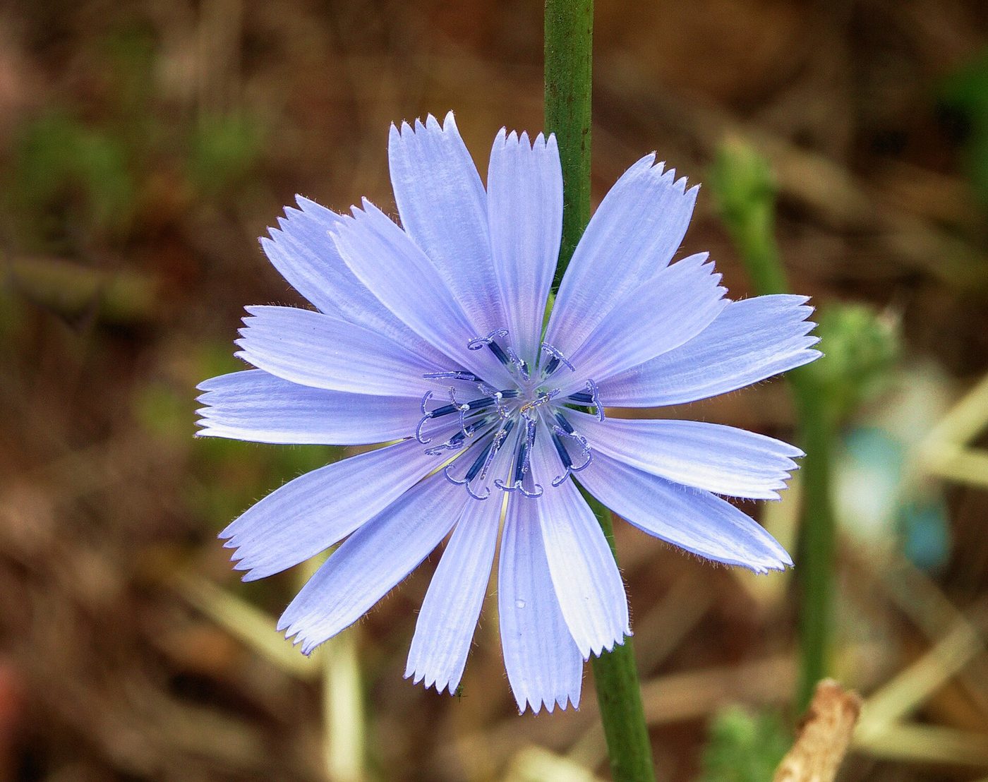 Cicoria comune