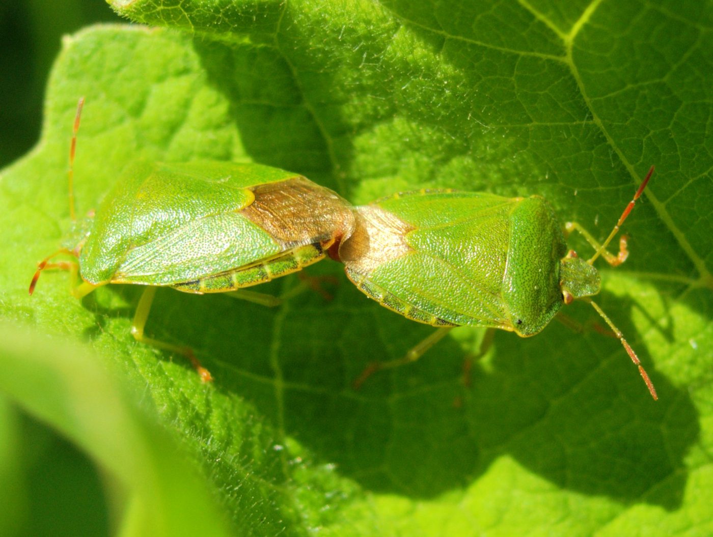 Chinche verde