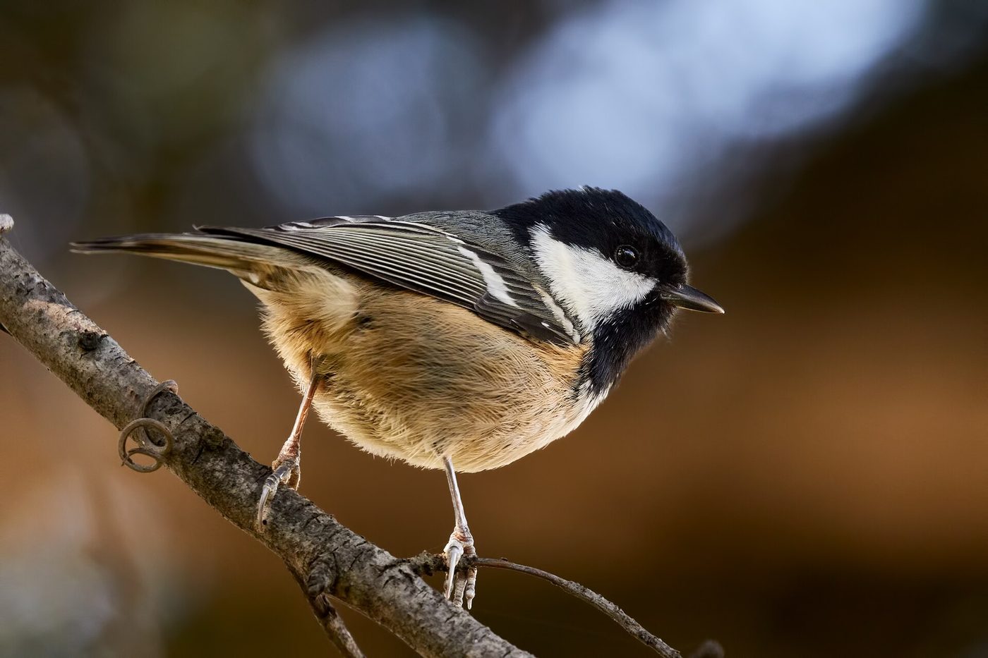 Coal tit