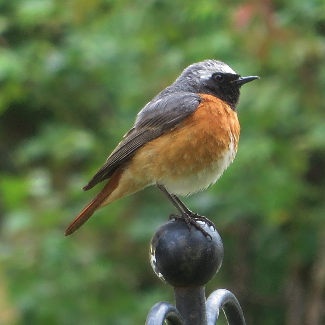 Common redstart