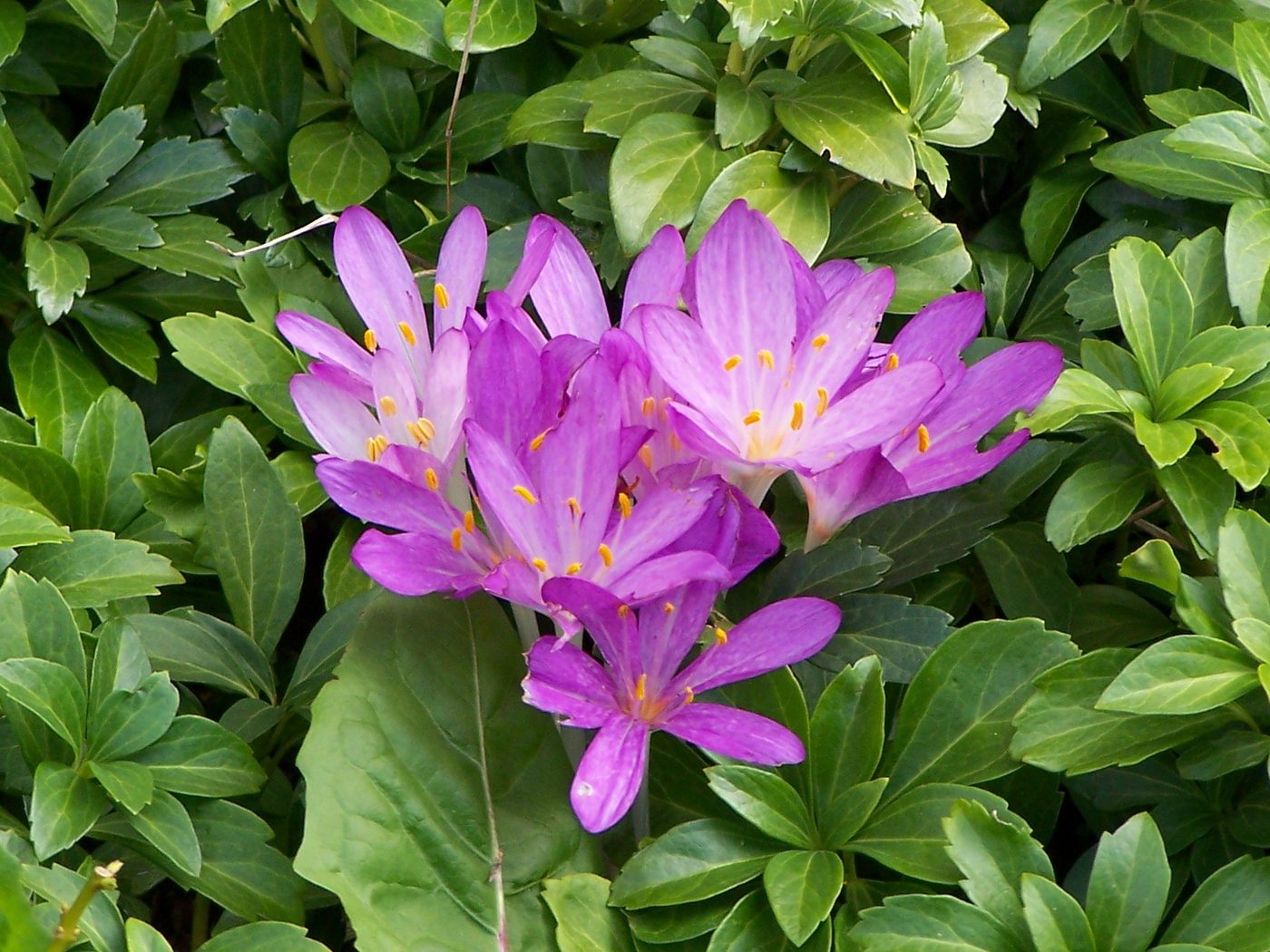 Autumn crocus
