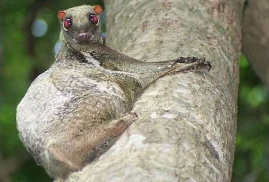 Sunda flying lemur