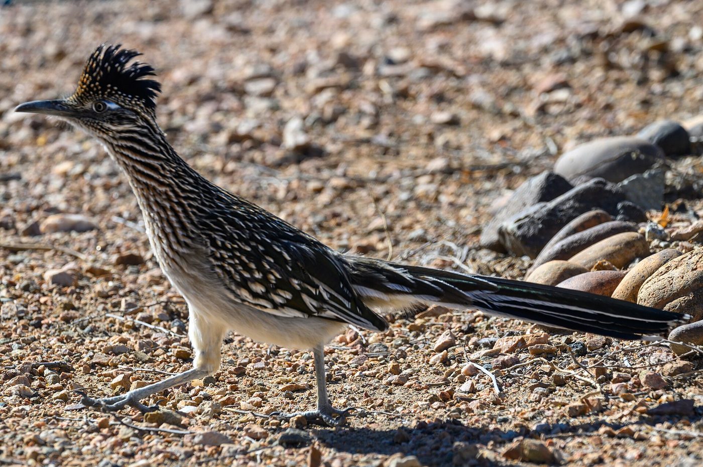 Correcaminos grande