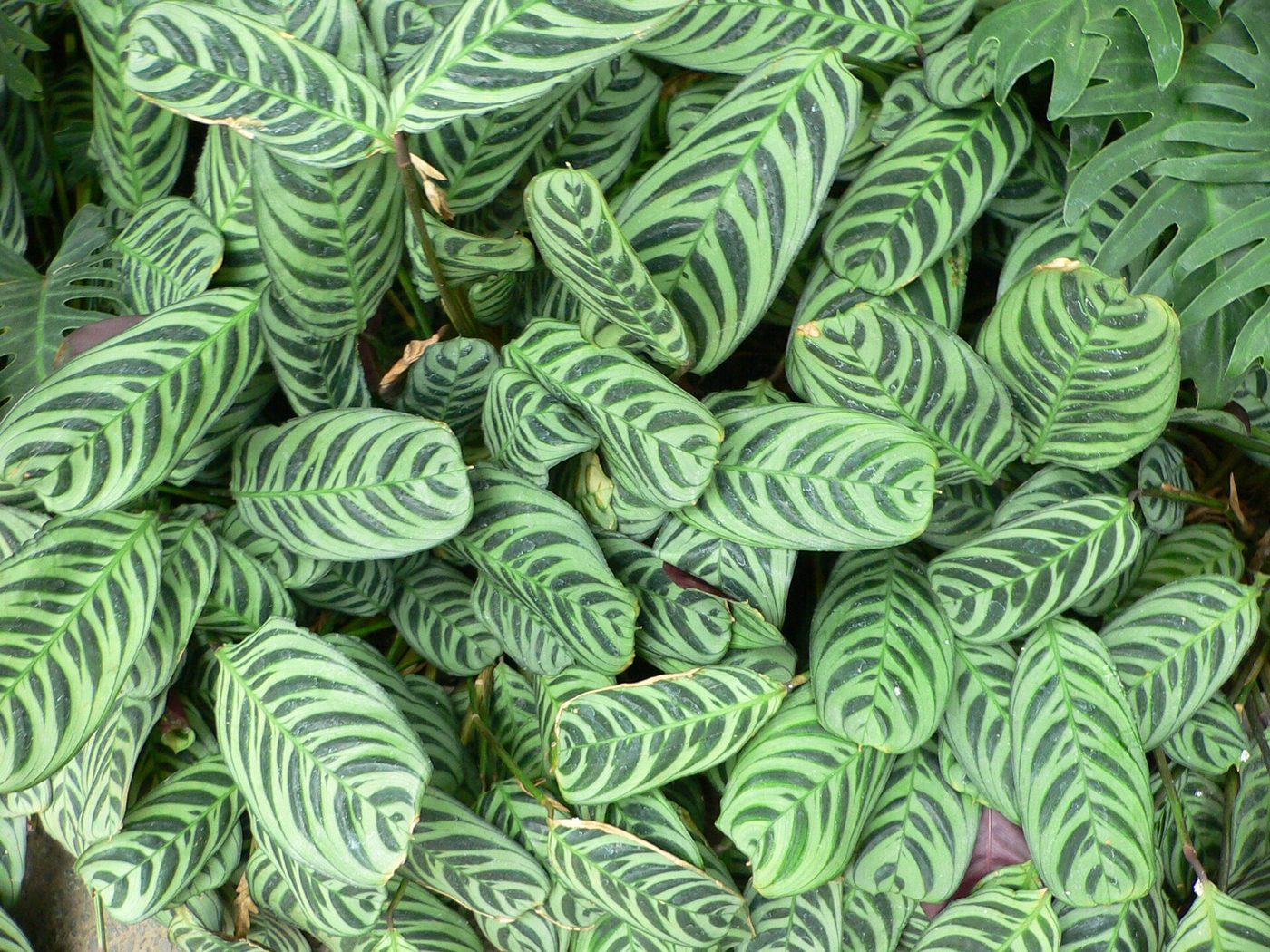 Fishbone prayer plant