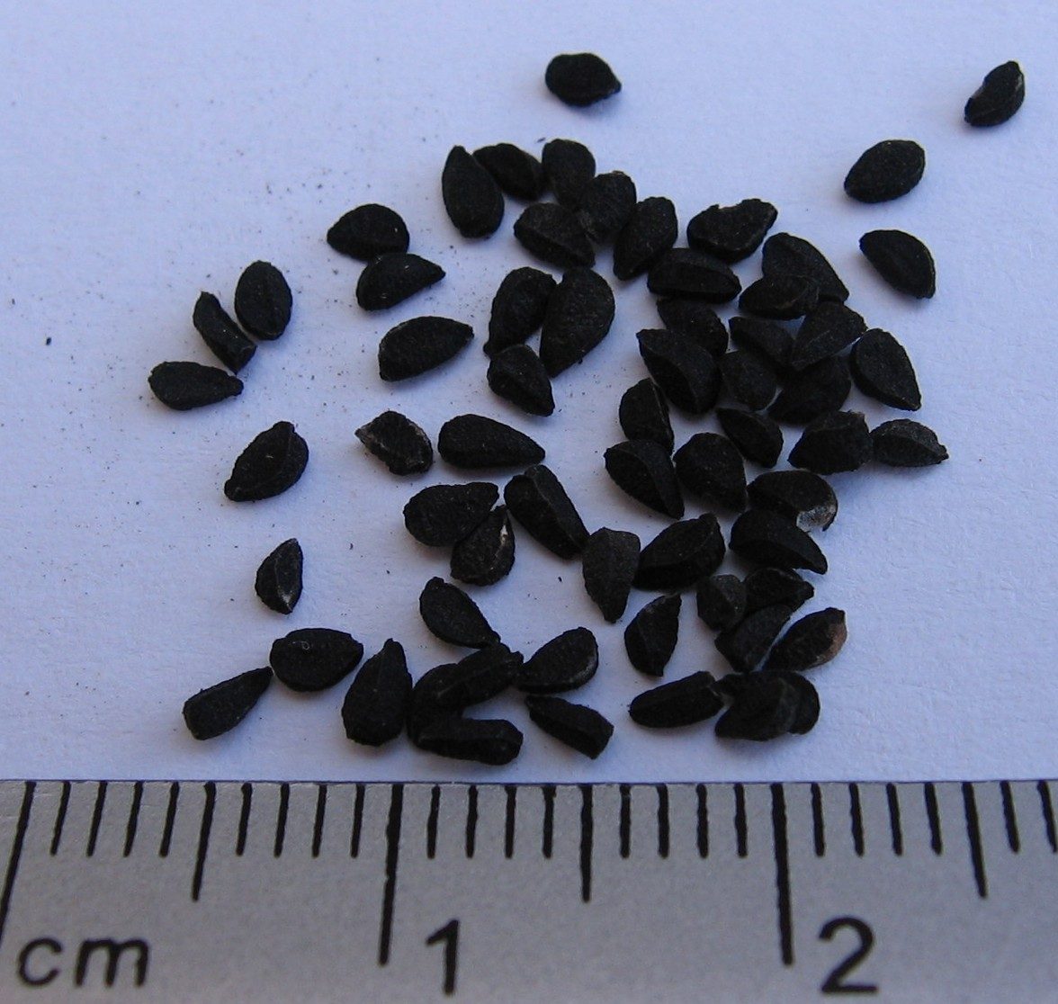 Cumino nero