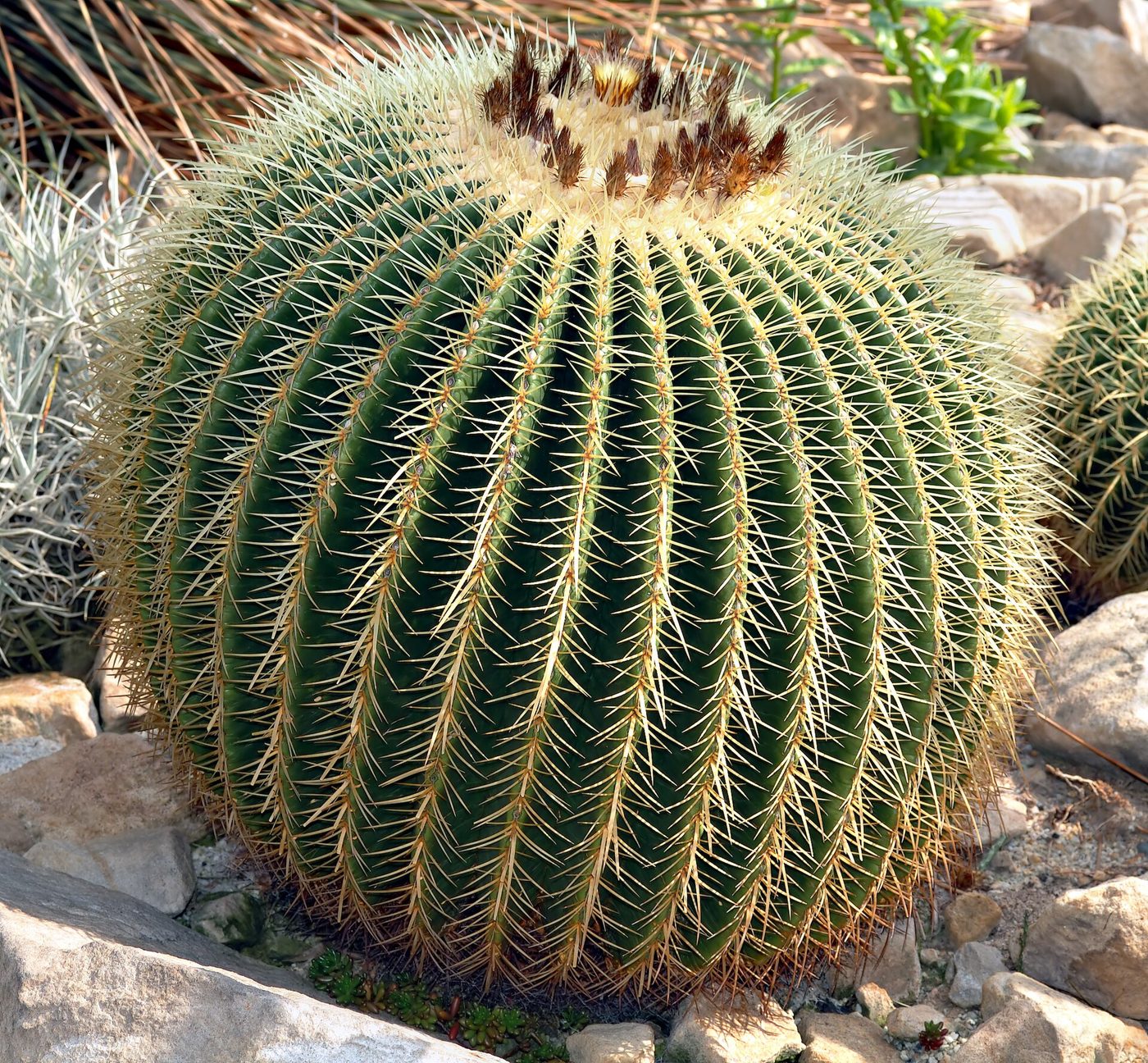 Cuscino della suocera
