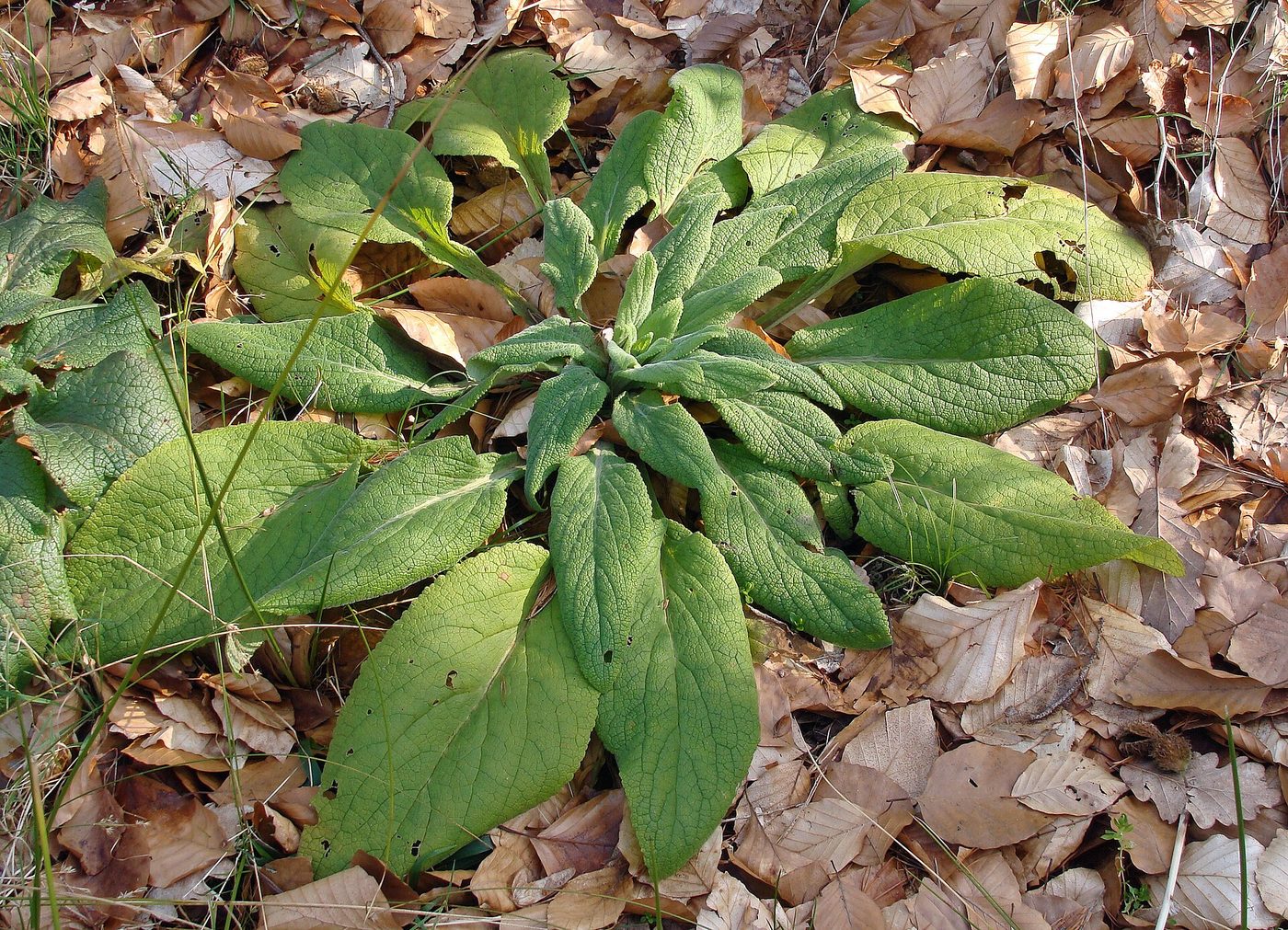 Digitale purpurea