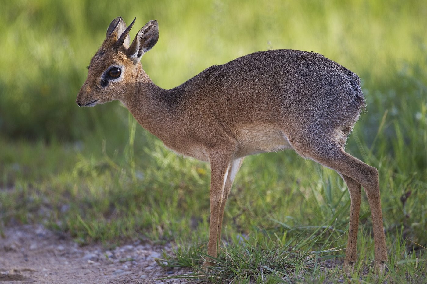 Kirk-Dikdik
