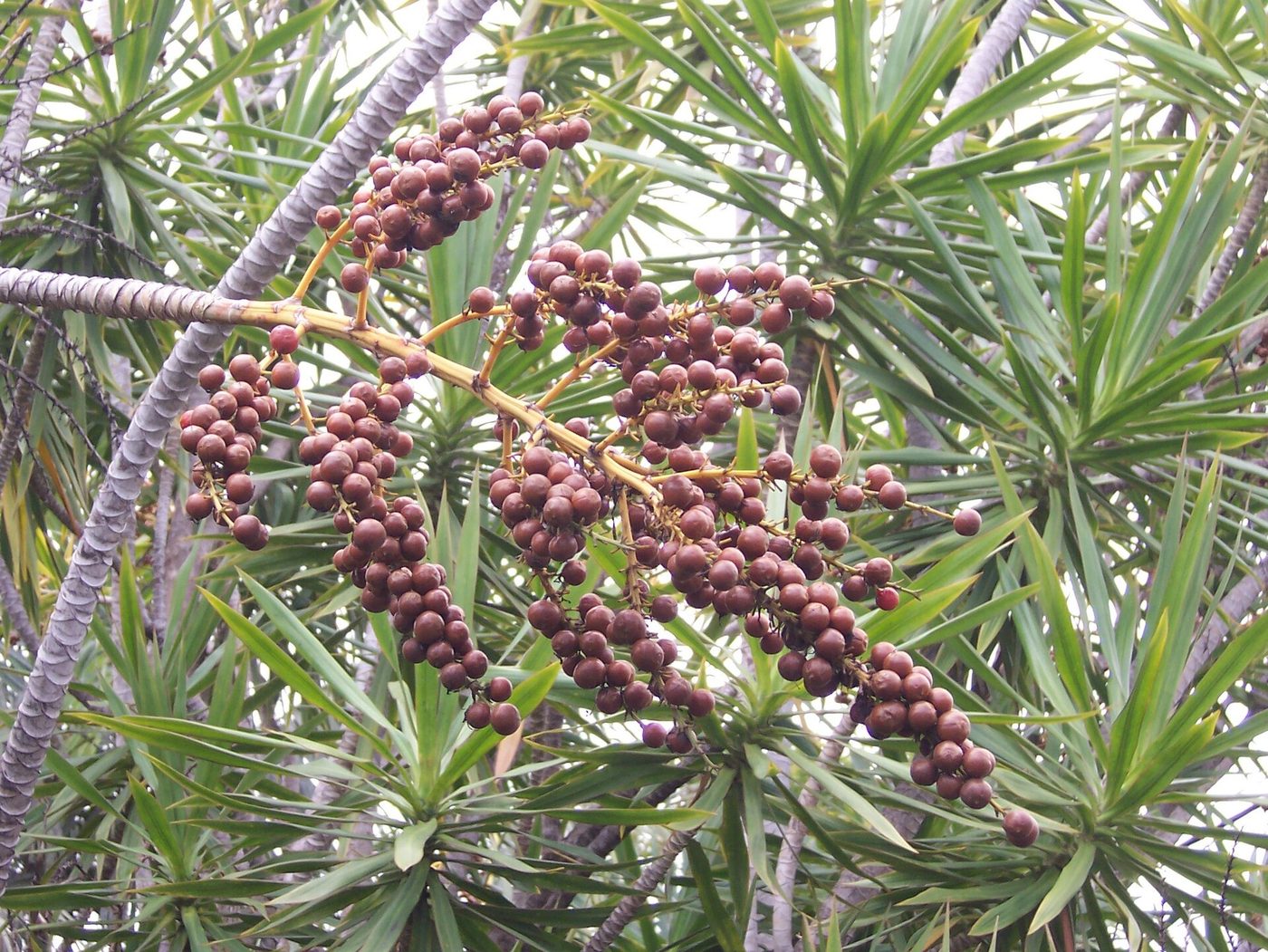 Dracena riflessa