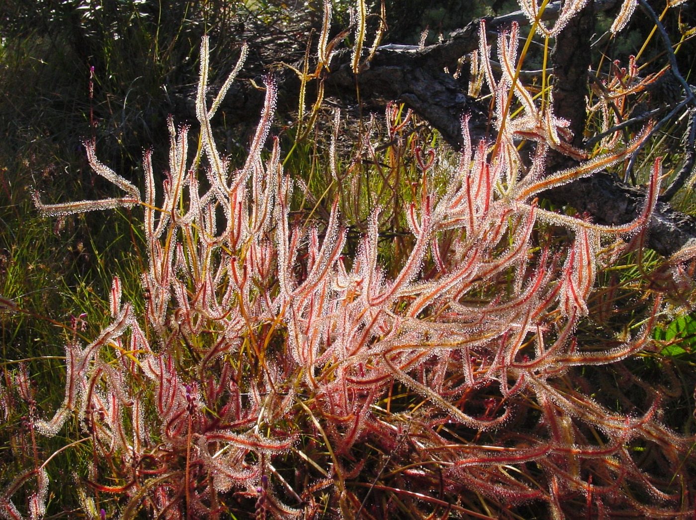 Drosera biforcata