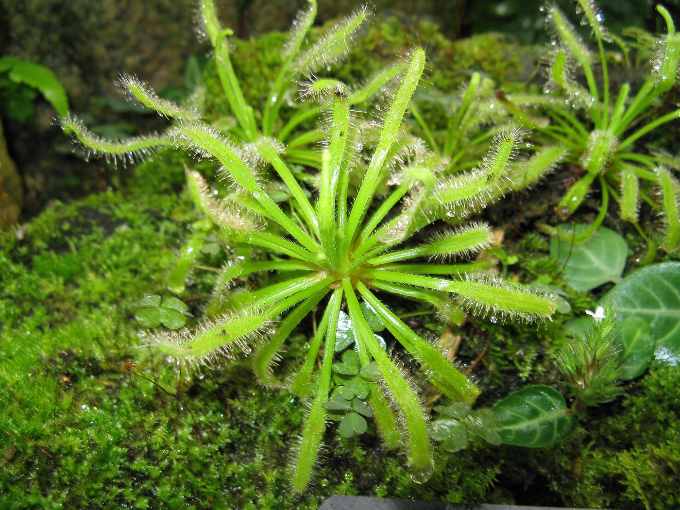 Drosera del Capo